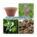 （ビオトープ）（水草）はじめての水辺植物栽培セット　日本産ビオ植物3種（3ポット）　陶鉢440　本州四国限定