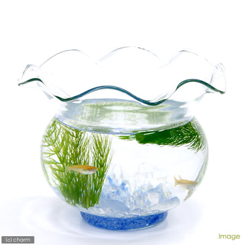 �ʿ���˹񻺡�̵�����ޥĥ��10�ܡ˥������������������������