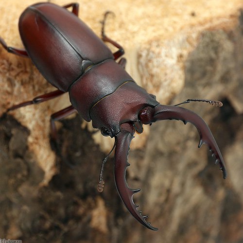 （昆虫）国産ノコギリクワガタ　成虫　WD　50〜59mm（Mサイズ）（3ペア）
