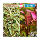 (水草)ポリゴナムsp.レッド(水上葉)(無農薬)(10本)