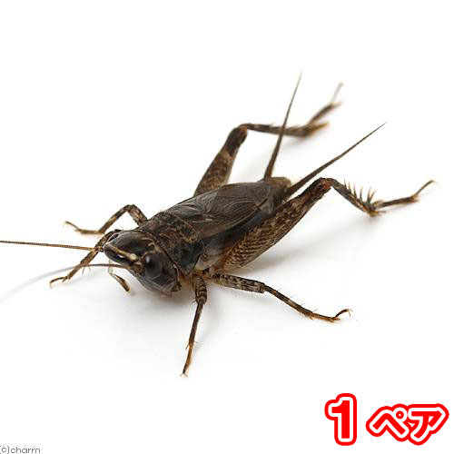 （昆虫）ハラオカメコオロギ　成虫　WD（1ペア）