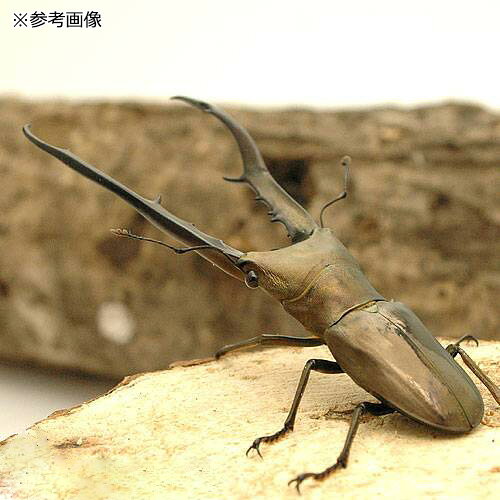 charm 3980 楽天市場店の（昆虫）メタリフェルホソアカクワガタ　ペレン産　幼虫（2〜3令）WF1（1匹）｜アングル2