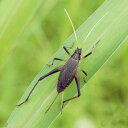 (昆虫)スズムシ 鈴虫 メス 成虫(5匹)