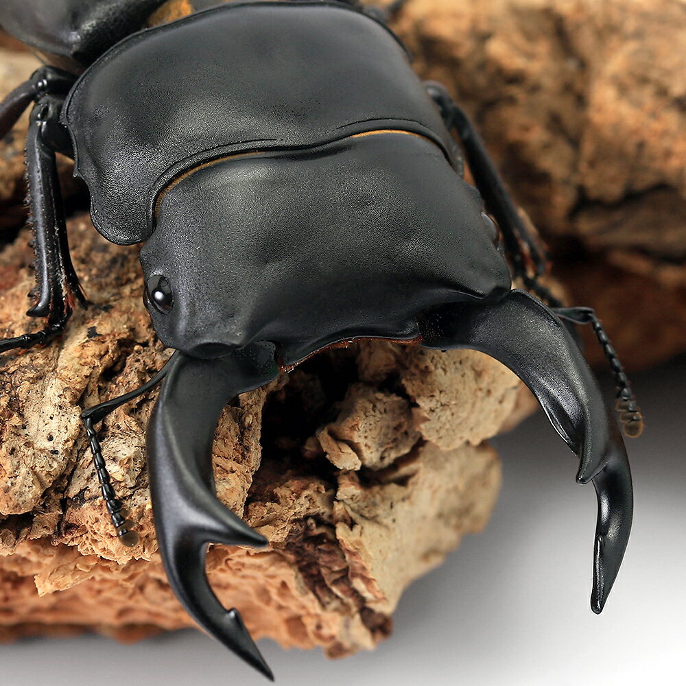 オオクワガタ ペア ♂69.4mm♀43.3mm 佐賀県 - Insect Islands