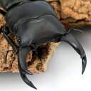 (昆虫)国産オオクワガタ 香川県綾歌郡綾川町産 成虫 70〜74mm(1ペア)