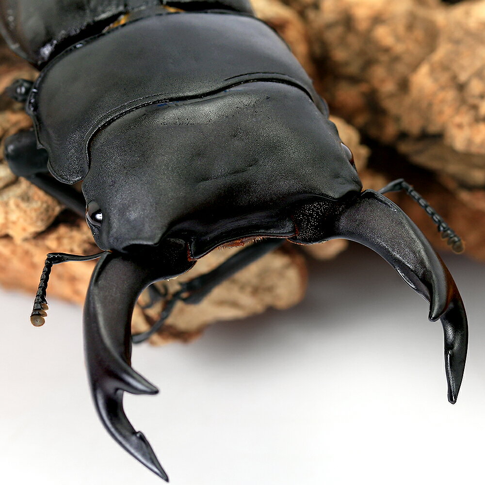 （昆虫）国産オオクワガタ　福岡県久留米市産　成虫　70〜74mm（1ペア）　北海道・九州航空便要保温