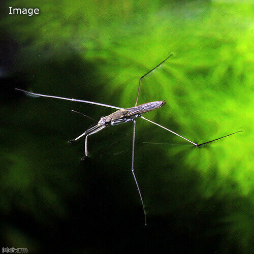 （昆虫）種類おまかせ　アメンボ（5匹）