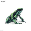 (両生類)マダラヤドクガエル カウイータ“cahuita”(1匹) 北海道・九州航空便要保温