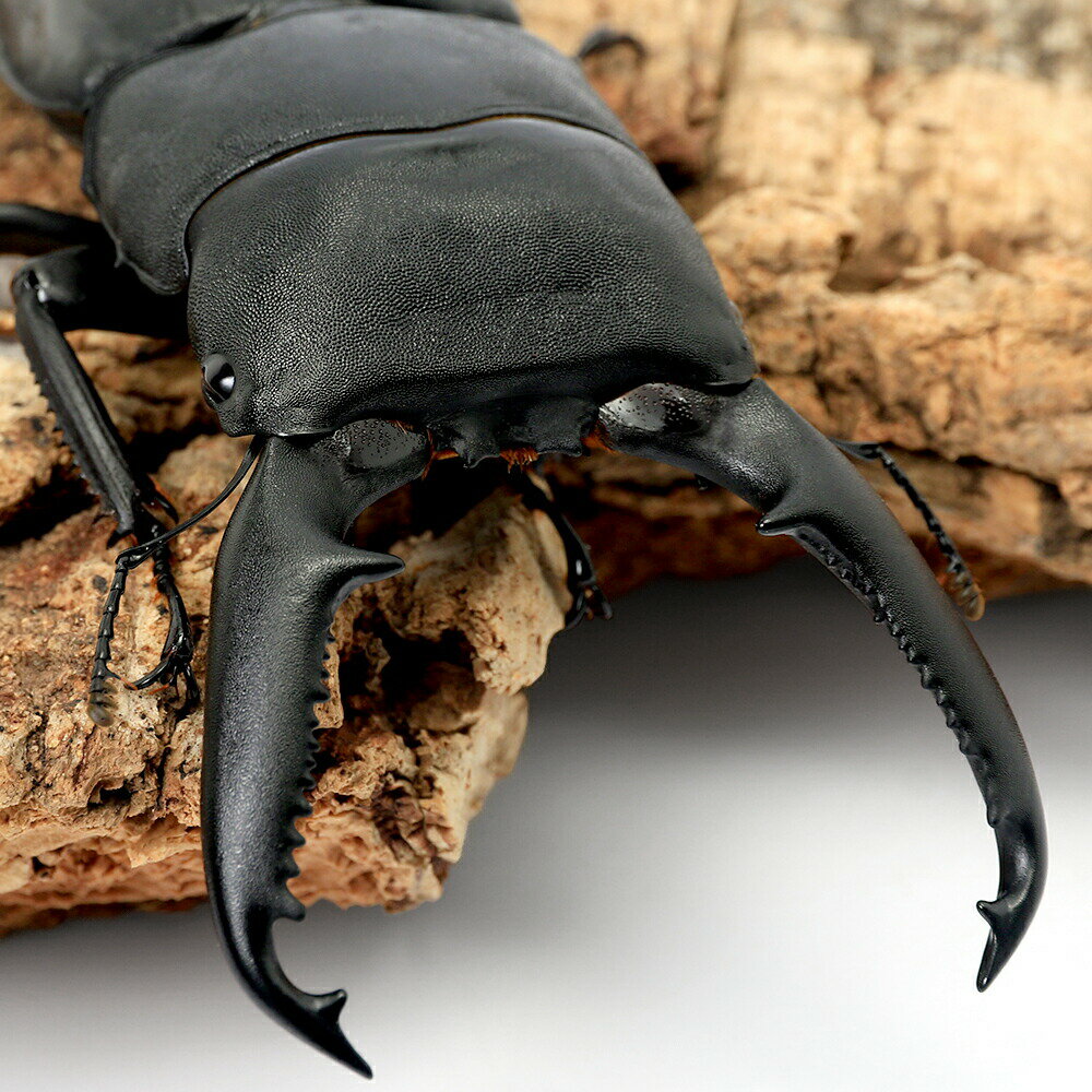 （昆虫）パラワンオオヒラタクワガタ　マンタリンガハン産　成虫　100〜104mm（1ペア）　北海道・九州航空便要保温