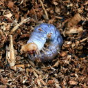 (昆虫)国産オオクワガタ 大阪府能勢町産 SR血統 幼虫 親個体オス85〜87mm メス55mm(初〜2令)(1匹)