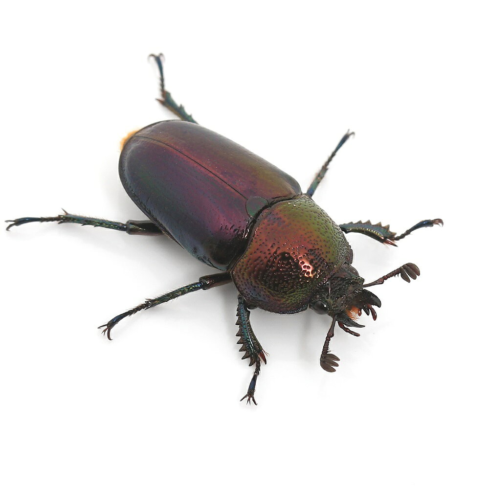 （昆虫）（メス単品）パプアキンイロクワガタ　ワメナ産　成虫　ノーマルカラー　...