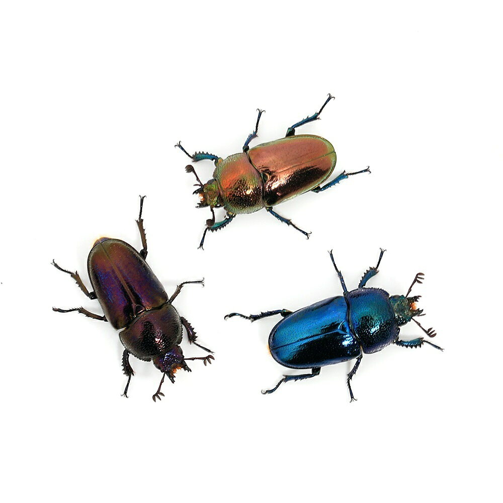 （昆虫）（メス単品）パプアキンイロクワガタ　ワメナ産　成虫　ノーマルカラー　...