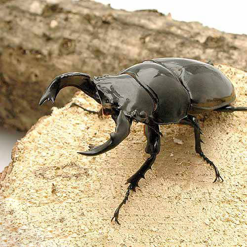 （昆虫）タランドゥスオオツヤクワガタ　コンゴ産　CB　成虫　60〜64mm（1ペア）