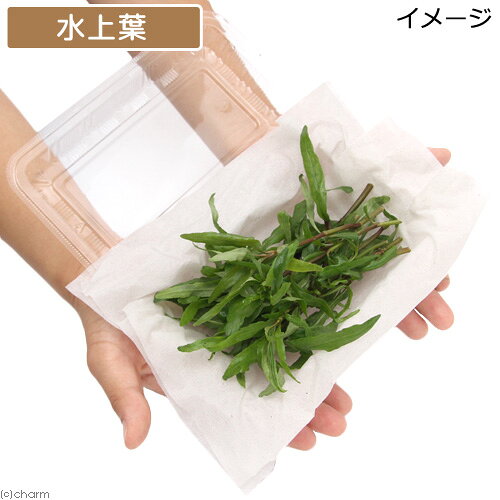 （水草）ハイグロフィラ　ポリスペルマ　セイロン（水上葉）（無農薬）（10本）