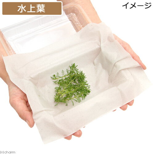 �ʿ���˥ߥꥪ�ե����sp���ʥ������ʥɥ�աˡʿ���աˡ�̵�����ˡ�10�ܡ�