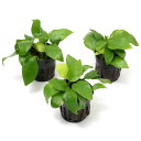 (水草)アヌビアスナナ ゴールデン(水上葉)(3ポット分)