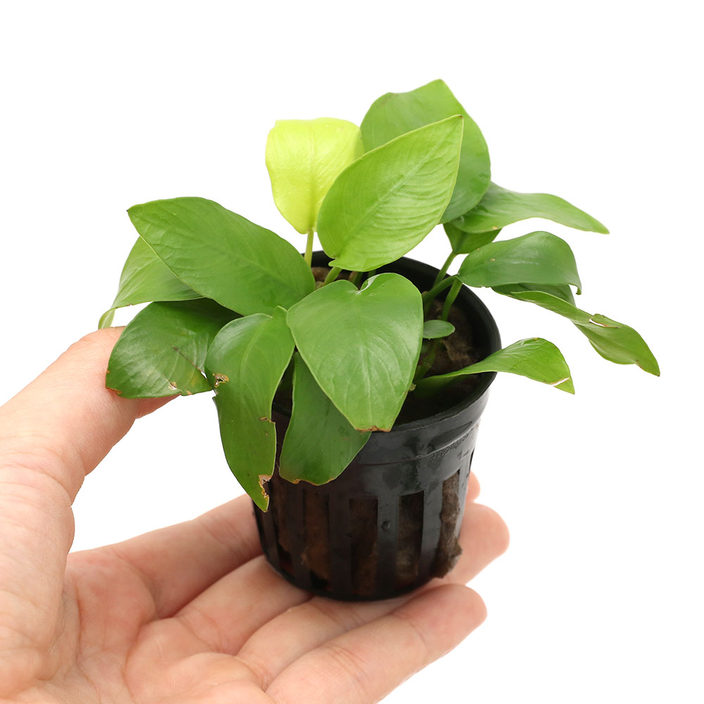 �ʿ���˥��̥ӥ����ʥʡ�������ǥ�ʿ���աˡ�3�ݥå�ʬ��