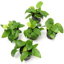 (水草)アヌビアスナナ ゴールデン(水上葉)(5ポット分)