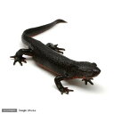 (両生類)アカハライモリ(6匹) 北海道航空便要保温