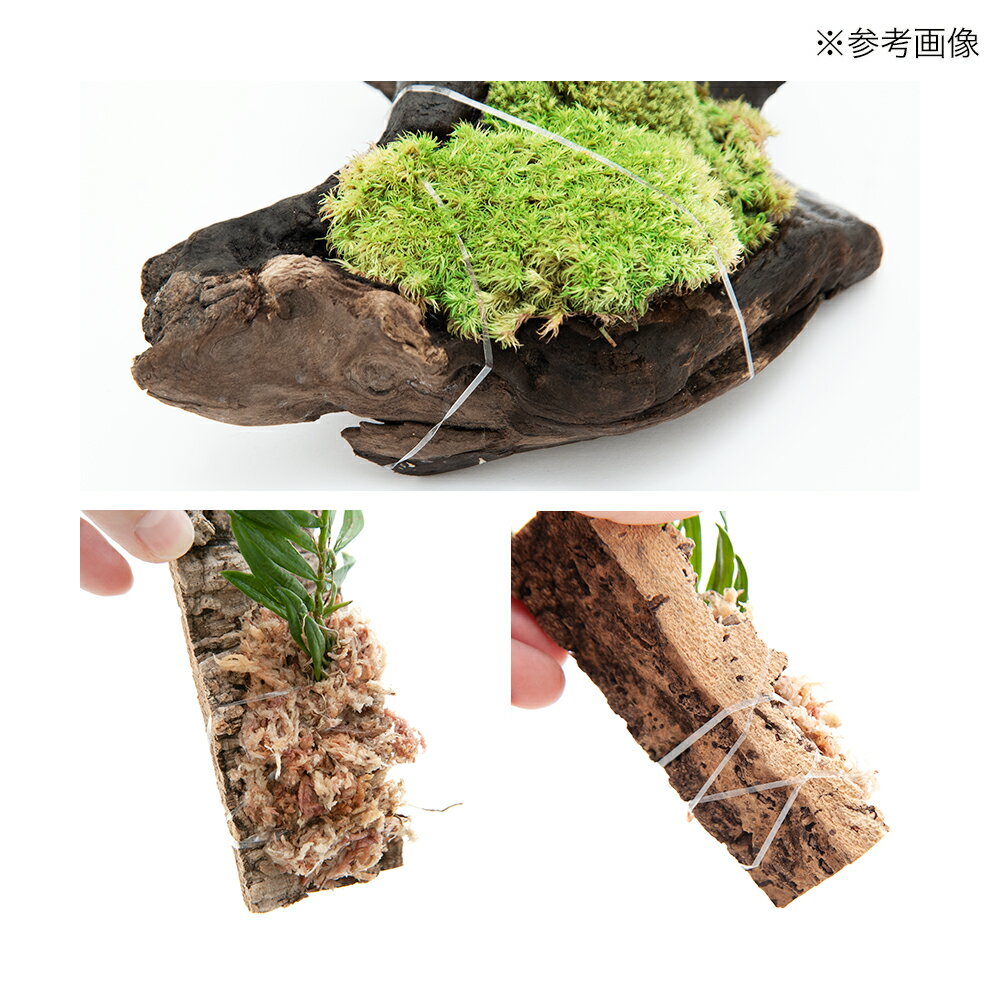 �⥹�����ѥХ�ɡ�20���������𡡥⥹��������������������������