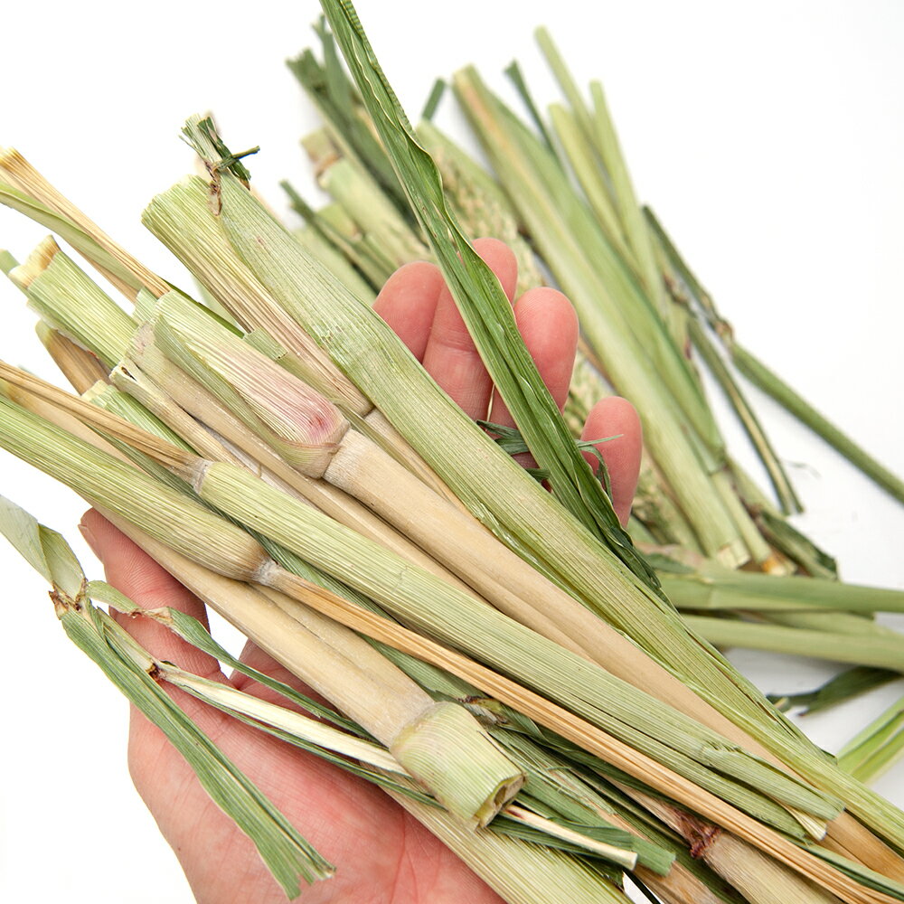 国産　かじってたのしいもろこし（たかきび）の茎　100g　小動物用のおやつ　無添...