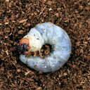 (昆虫)ニジイロクワガタ クィーンズランド産 幼虫(2〜3令)(1匹) 北海道・九州航空便要保温