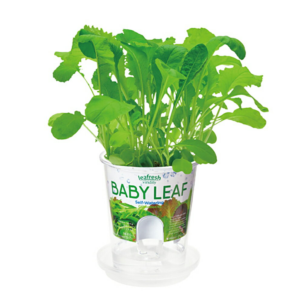 ����ƫ�ݡ��ե�å���ե����롡�٥ӡ��꡼�եߥå�����GD��819�����ݥ��åȡ������ڱࡡ���եȡ�����������