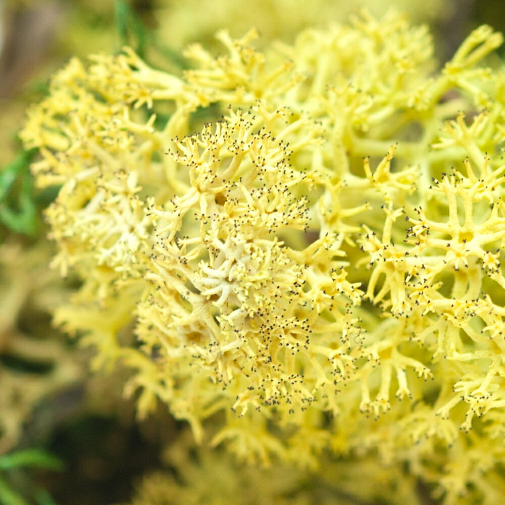 �ե�����ɥ⥹��10g���ƥ�ꥦ�ࡡ�֥ꥶ���ɥե�������������