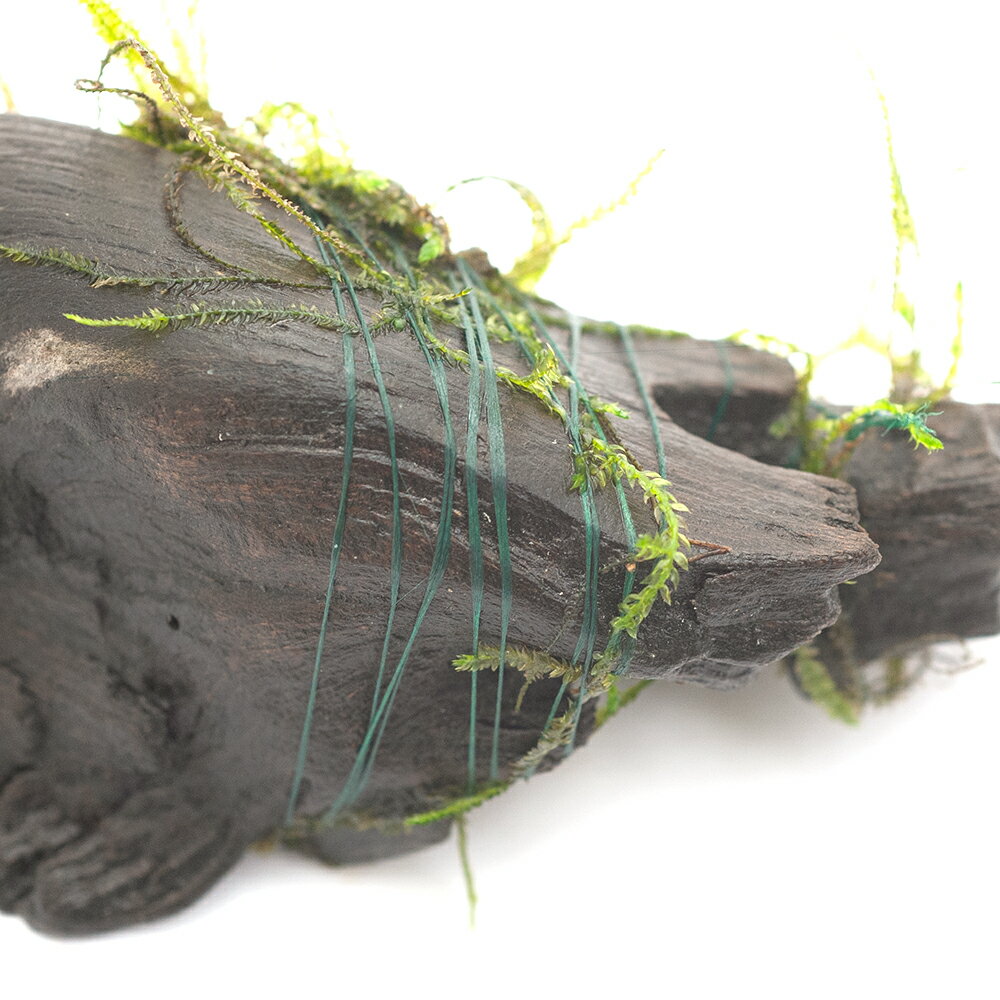 �⥹�饤��1��5g����50m�ˡ��⥹���顼�ʿ��Сˡ���ʪ�����ѥʥ�����塡����������