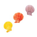 貝殻 シェルコレクション ヒオウギガイ おまかせカラー Mサイズ 片面タイプ 3個セット 形状お任せ 関東当日便