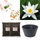 (ビオトープ)(めだか)はじめての睡蓮栽培セット ヘルミネ+睡蓮鉢+ヒメダカ+浮き草他 説明書付 本州四国限定 お一人様1点限り