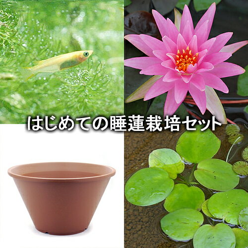 （ビオトープ）（めだか）はじめての睡蓮栽培セット　ローズアレイ＋陶鉢440＋ヒメダカ＋浮き草他　説明書付　本州四国限定