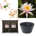 (ビオトープ)(めだか)はじめての睡蓮栽培セット アーカンシェル+睡蓮鉢+ヒメダカ+浮き草他 説明書付 本州四国限定 お一人様1点限り