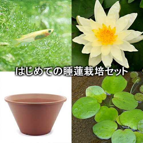 （ビオトープ）（めだか）はじめての睡蓮栽培セット　サンライズ＋陶鉢440＋ヒメダカ＋浮き草他　説明書付　本州四国限定