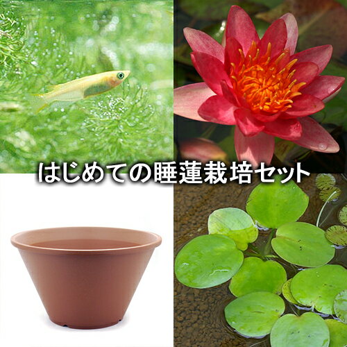 （ビオトープ）（めだか）はじめての睡蓮栽培セット　インディアナ＋陶鉢440＋ヒメダカ＋浮き草他　説明書付　本州四国限定