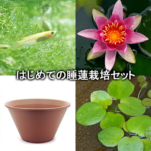 （ビオトープ）（めだか）はじめての睡蓮栽培セット　リーン　グラード＋陶鉢440＋ヒメダカ＋浮き草他　説明書付　本州四国限定