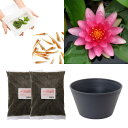 (ビオトープ)(めだか)はじめての睡蓮栽培セット リーン グラード+睡蓮鉢+ヒメダカ+浮き草他 説明書付 本州四国限定 お一人様1点限り