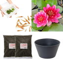 (ビオトープ)(めだか)はじめての睡蓮栽培セット ペリーズ ベイビー レッド+睡蓮鉢+ヒメダカ+浮草他 説明書付 本州四国限定 お一人様1点限り