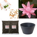 (ビオトープ)(めだか)はじめての睡蓮栽培セット ピンク サンライズ+睡蓮鉢+ヒメダカ+浮き草他 説明書付 本州四国限定 お一人様1点限り
