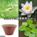 （ビオトープ）（めだか）はじめての睡蓮栽培セット　バージナリス＋陶鉢440＋ヒメダカ＋浮き草他　説明書付　本州四国限定