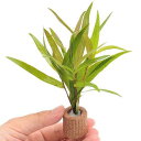 (水草)ライフマルチ(茶)ポリゴナムsp.ピンク(水上葉)(無農薬)(1個)