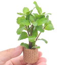 (水草)ライフマルチ(茶)ウォーターウィステリア(水上葉)(無農薬)(1個)