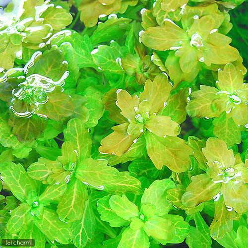 （水草）ホワイト　メキシカンバーレン（水上葉）（無農薬）（10本）