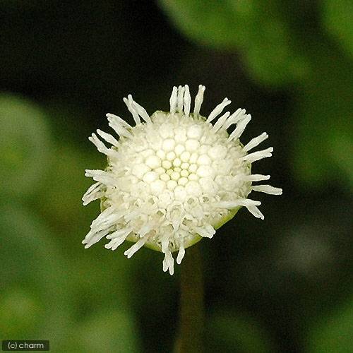 （水草）ホワイト　メキシカンバーレン（水上葉）（無農薬）（10本）