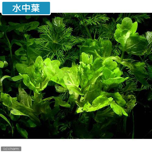 （水草）メキシカンバーレン（水上葉）（無農薬）（10本）