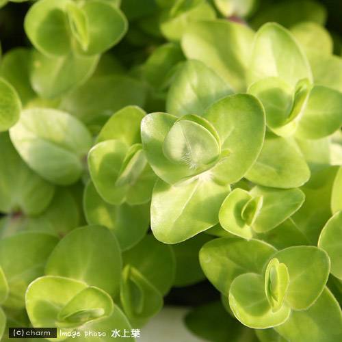 （水草）イエローバコパ（水上葉）（無農薬）（10本）