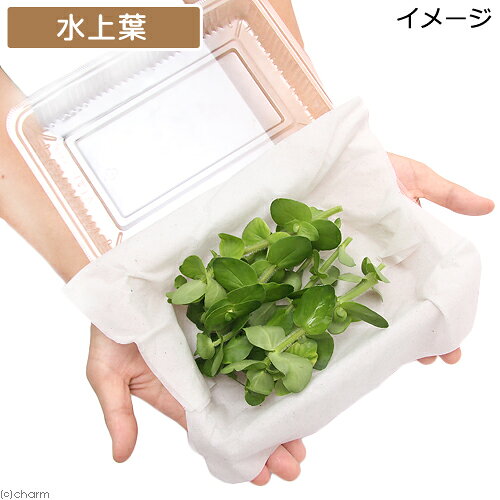 （水草）イエローバコパ（水上葉）（無農薬）（10本）