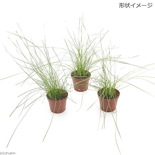 （水草）エレオカリス　クシングア（水上葉）（無農薬）（3ポット）