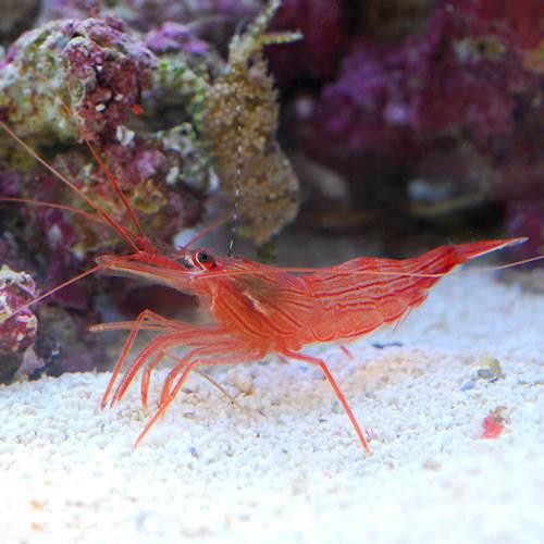 （海水魚）エビ　ペパ…