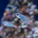 (海水魚)沖縄産 ネオンテンジクダイ(3匹)